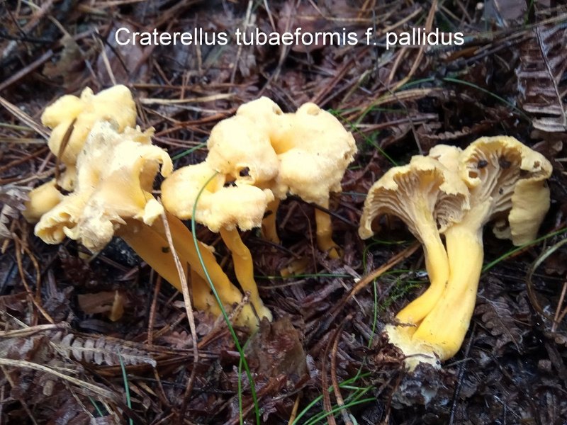 Craterellus tubaeformis f.pallidus-amf385.jpg - Craterellus tubaeformis f.pallidus ; Syn: Cantharellus tubaeformis var.lutescens ; Nom français: Chanterelle jaunâtre en forme de tuba